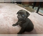 Small Photo #60 Pug Puppy For Sale in BLOOMINGTON, IL, USA