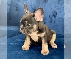 French Bulldog Puppy for sale in BOSTON, MA, USA