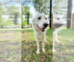 Small #6 Great Pyrenees
