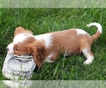 Small #2 Cavalier King Charles Spaniel