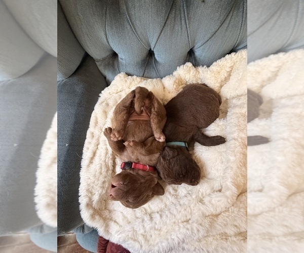 Medium Photo #3 Chesapeake Bay Retriever Puppy For Sale in GREELEY, CO, USA