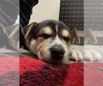 Small #4 Siberian Husky Mix