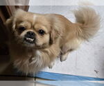 Small #2 Pekingese