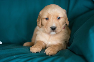 Golden Retriever Puppy for sale in LEETONIA, OH, USA