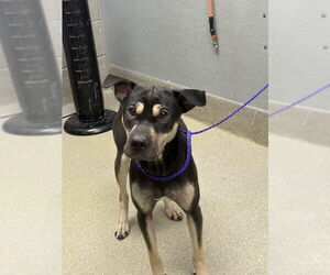Shepradors Dogs for adoption in Las Vegas, NV, USA