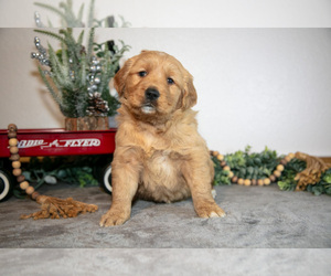 Medium Golden Retriever