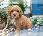 Small Photo #17 Goldendoodle (Miniature) Puppy For Sale in SHIPSHEWANA, IN, USA