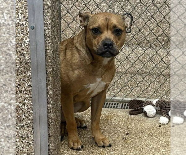 Medium Photo #2 American Pit Bull Terrier-Unknown Mix Puppy For Sale in Martinsburg, WV, USA
