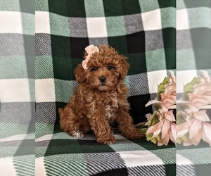 Poodle (Miniature) Puppy for sale in OXFORD, PA, USA