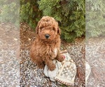 Small #1 Goldendoodle (Miniature)