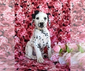 Dalmatian Puppy for sale in QUARRYVILLE, PA, USA