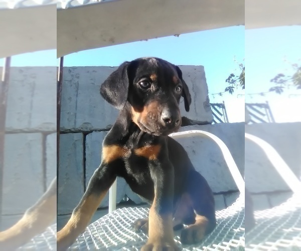 Medium Photo #1 Doberman Pinscher Puppy For Sale in PASCO, WA, USA