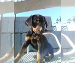 Small Photo #1 Doberman Pinscher Puppy For Sale in PASCO, WA, USA