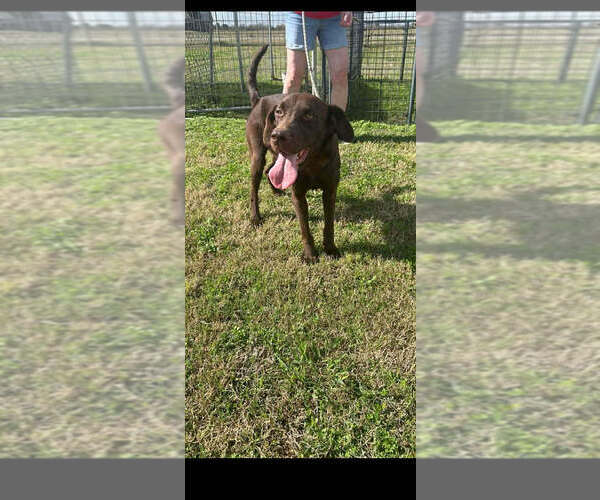 Medium Photo #5 Labrador Retriever-Unknown Mix Puppy For Sale in Abbeville, LA, USA