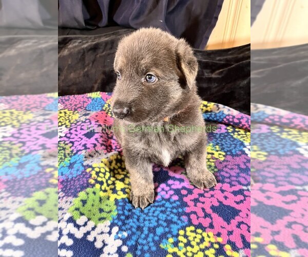 Medium Photo #6 German Shepherd Dog Puppy For Sale in PIEDMONT, MO, USA