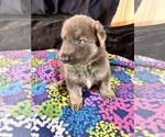 Spiced Orange - Male German Shepherd Dog Puppy for Sale - Photo #6