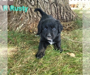 Golden Mountain Dog Puppy for sale in CORTEZ, CO, USA