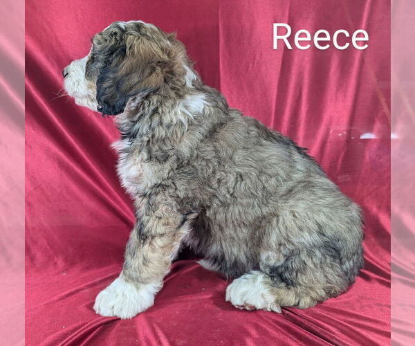 Medium Photo #9 Bernedoodle Puppy For Sale in CANON CITY, CO, USA