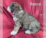 Small Photo #9 Bernedoodle Puppy For Sale in CANON CITY, CO, USA