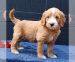 Small Goldendoodle