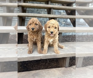 Goldendoodle (Miniature) Puppy for Sale in CULLMAN, Alabama USA
