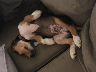 Beagle Puppy for sale in SPARTANBURG, SC, USA
