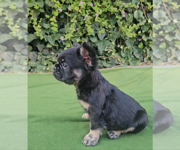 Medium Photo #8 French Bulldog Puppy For Sale in LOS ANGELES, CA, USA
