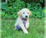 Small Photo #3 Golden Retriever Puppy For Sale in MILFORD, MI, USA