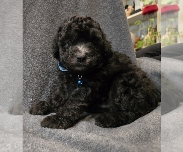 Medium Photo #2 Whoodle (Miniature) Puppy For Sale in KATY, TX, USA
