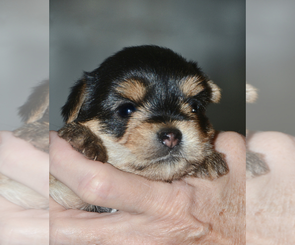 Medium Photo #2 Yorkshire Terrier Puppy For Sale in ALLEN, TX, USA