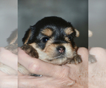 Small Photo #2 Yorkshire Terrier Puppy For Sale in ALLEN, TX, USA
