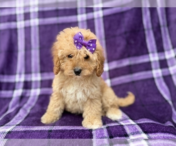 Medium Photo #4 Cavapoo (Miniature) Puppy For Sale in LAKELAND, FL, USA