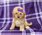 Small #3 Cavapoo (Miniature)