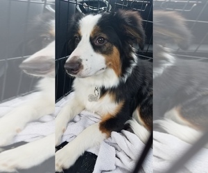 Mother of the Border-Aussie puppies born on 06/16/2022