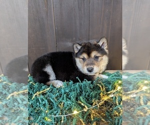 Shiba Inu Puppy for sale in SHIPSHEWANA, IN, USA