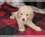 Small #8 Goldendoodle
