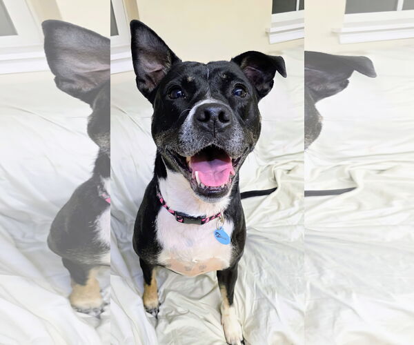 Medium Photo #3 Mutt Puppy For Sale in Rockaway, NJ, USA