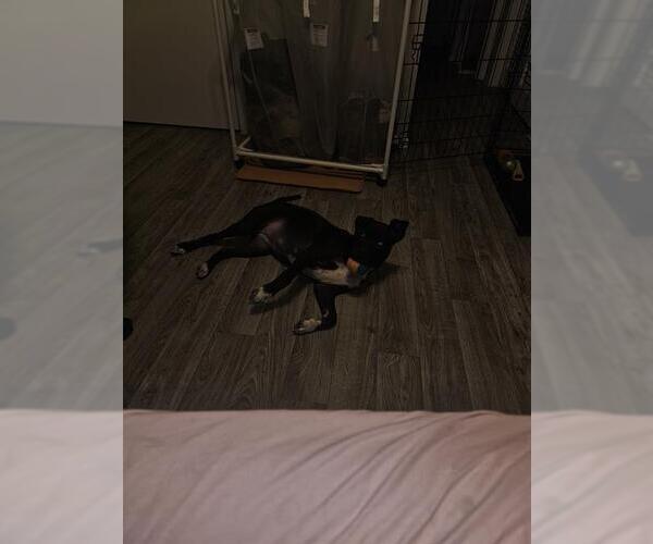 Medium Photo #1 Labrador Retriever-Unknown Mix Puppy For Sale in San Antonio, TX, USA