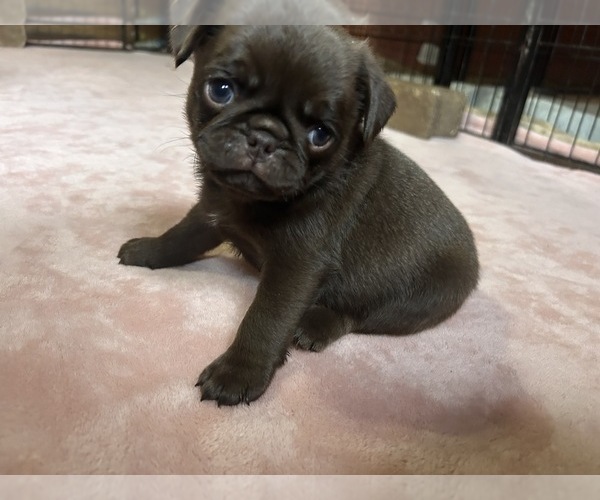Medium Photo #73 Pug Puppy For Sale in BLOOMINGTON, IL, USA