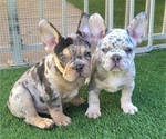 Small #1 French Bulldog