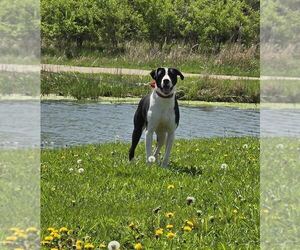 Mutt Dogs for adoption in Oskaloosa, IA, USA