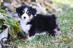 Small Photo #7 Miniature Australian Shepherd Puppy For Sale in OAKLEY, KS, USA