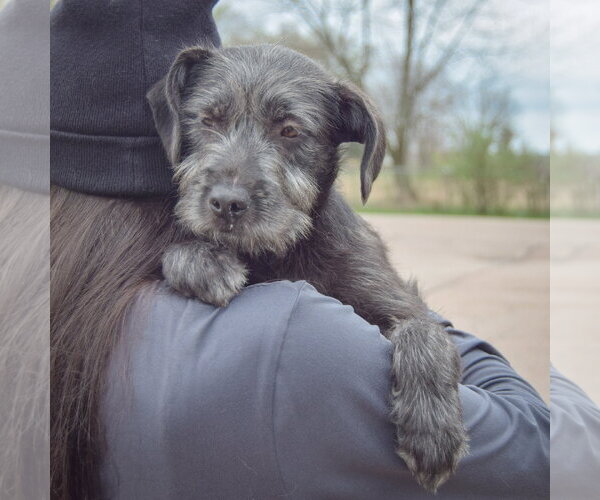 Medium Photo #4 Labrador Retriever-Unknown Mix Puppy For Sale in Huntley, IL, USA