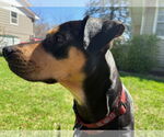 Small #3 Rottweiler Mix