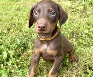 Doberman Pinscher Puppy for sale in POMEROY, OH, USA
