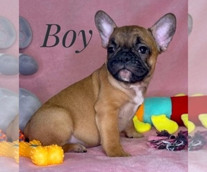 French Bulldog Puppy for Sale in GRANITE FALLS, Washington USA