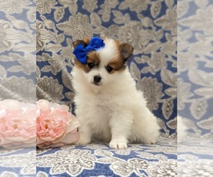 Pomeranian Puppy for sale in LINCOLN UNIVERSITY, PA, USA