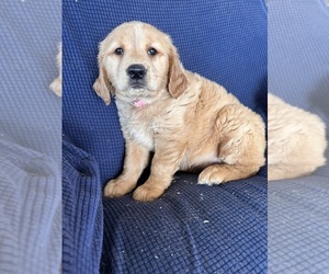 Golden Retriever Puppy for sale in SOUTH WATERFORD, ME, USA