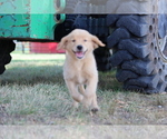 Small Photo #5 Golden Retriever Puppy For Sale in LA RUSSELL, MO, USA