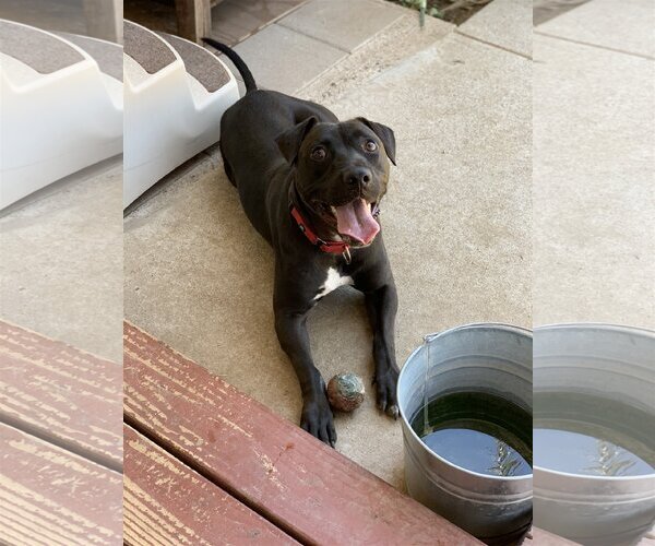 Medium Photo #11 American Pit Bull Terrier-Labrador Retriever Mix Puppy For Sale in San Bernardino , CA, USA
